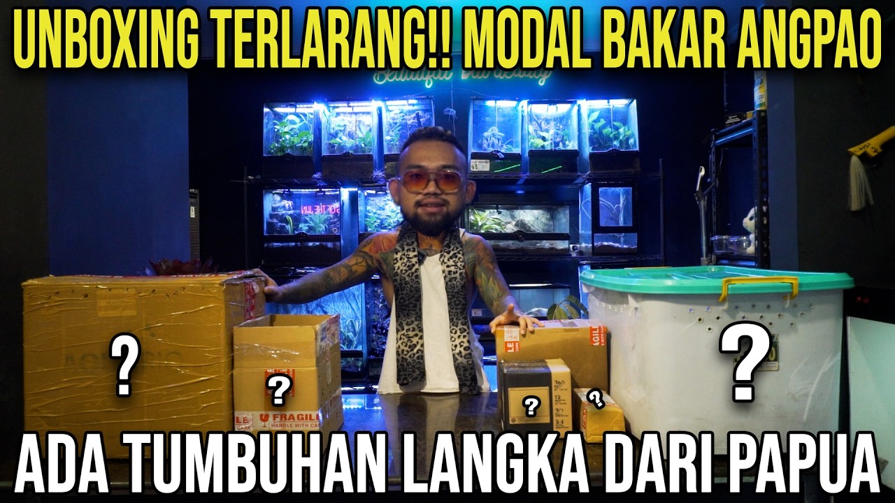 UNBOXING TERLARANG!! MODAL BAKAR ANGPAO ADA TUMBUHAN LANGKA DARI PAPUA #indoexotic