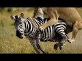 Lioness receives the strongest kick from a zebra