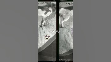 Beagle dog tummy rub time