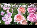 10 best david austin roses for 2023