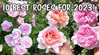 : 10 Best David Austin Roses for 2023!