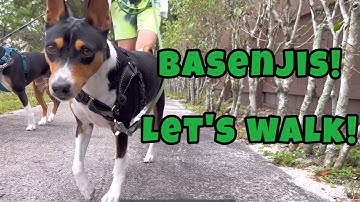Basenjis! Let’s Go For An Afternoon Walk