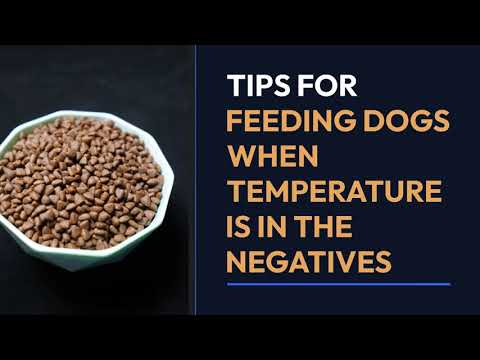 Tips for feeding dogs in cold or negative temperatures