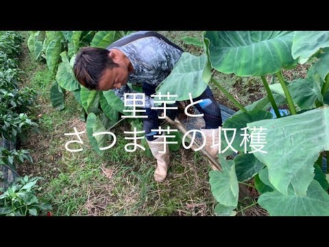 里芋とサツマイモの収穫 十五夜 19 9 13 Youtube