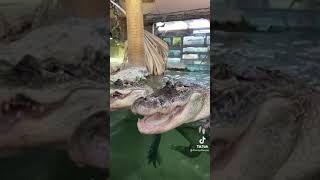 Celebrity #snakes #eggs #hatching #turtle #aligators #snakes #sheding #wild #discovery(4) Profile