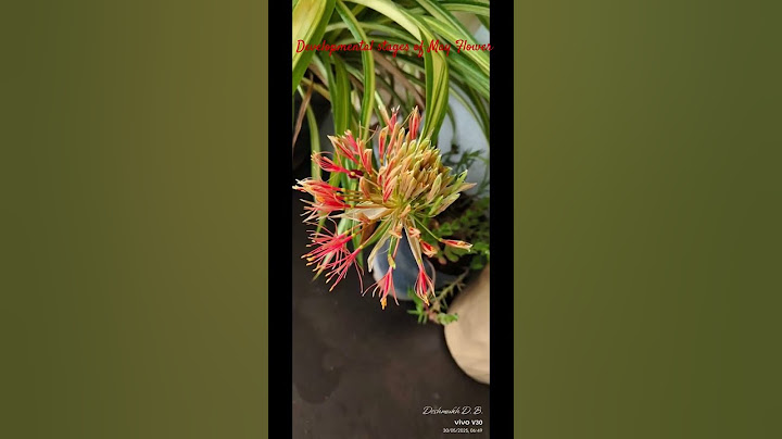 Developmental stages of May Flower #youtubeshorts #nature #birdingparadise #gardenplants #mayflower
