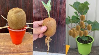 New idea! How to grow kiwi from kiwi fruit