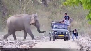 Слон Ломает Машины - Что Может Сделать Разозлённый Слон