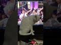 FNS歌謡祭AKB48のヘビーローテーション(ヘビロテ)を観ながら自分なりに踊ってみた(ダンスした)白猫が可愛い Cute Cat Dancing #Shorts
