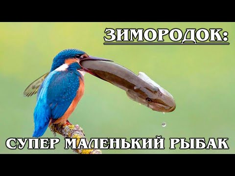 ЗИМОРОДОК: Русская "колибри" и настоящий супер рыболов | Интересные факты про птиц