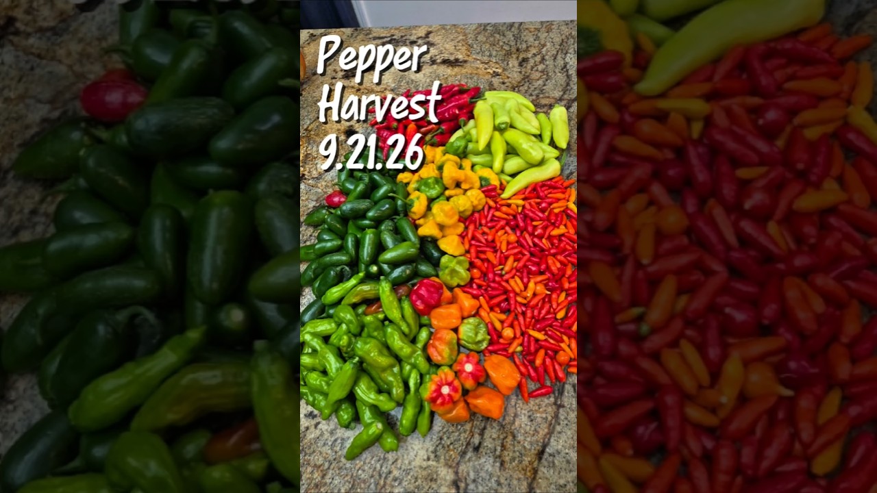Pepper Harvest