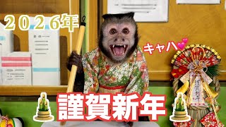 ２０２６年お正月は書き初め⁉️モンキーふーちゃん🐒（フサオマキザル）#モンキーふーちゃん