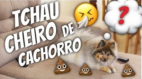 Como tirar cheiro de cachorro do piso?