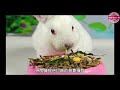 [2包組] 保羅叔叔 UNCLE PAUL 兔料 高纖蔬果餐 1KG 磨牙 蔬果營養 兔飼料 product youtube thumbnail