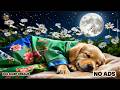 12 Hours of Calming Dog Music 💛🐕🦺Anti-Anxiety Music for Dogs 🎼Sleep Better & Feel Calm ✨ No Ads