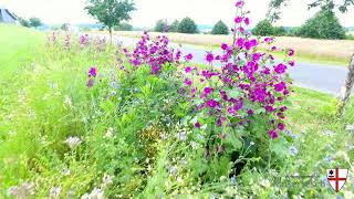 Blühwiese An Der Verbandsgemeindeverwaltung Kaisersesch