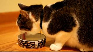 Meow Drinking Milk from Meow Bowl