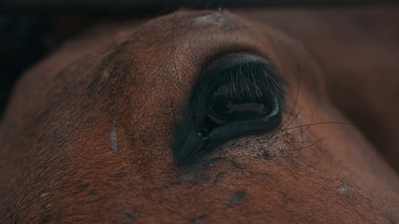 The German Mounted Infantry