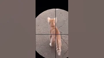 Part 132 Funny Animals Videos From TikTok Try Not To Laugh 