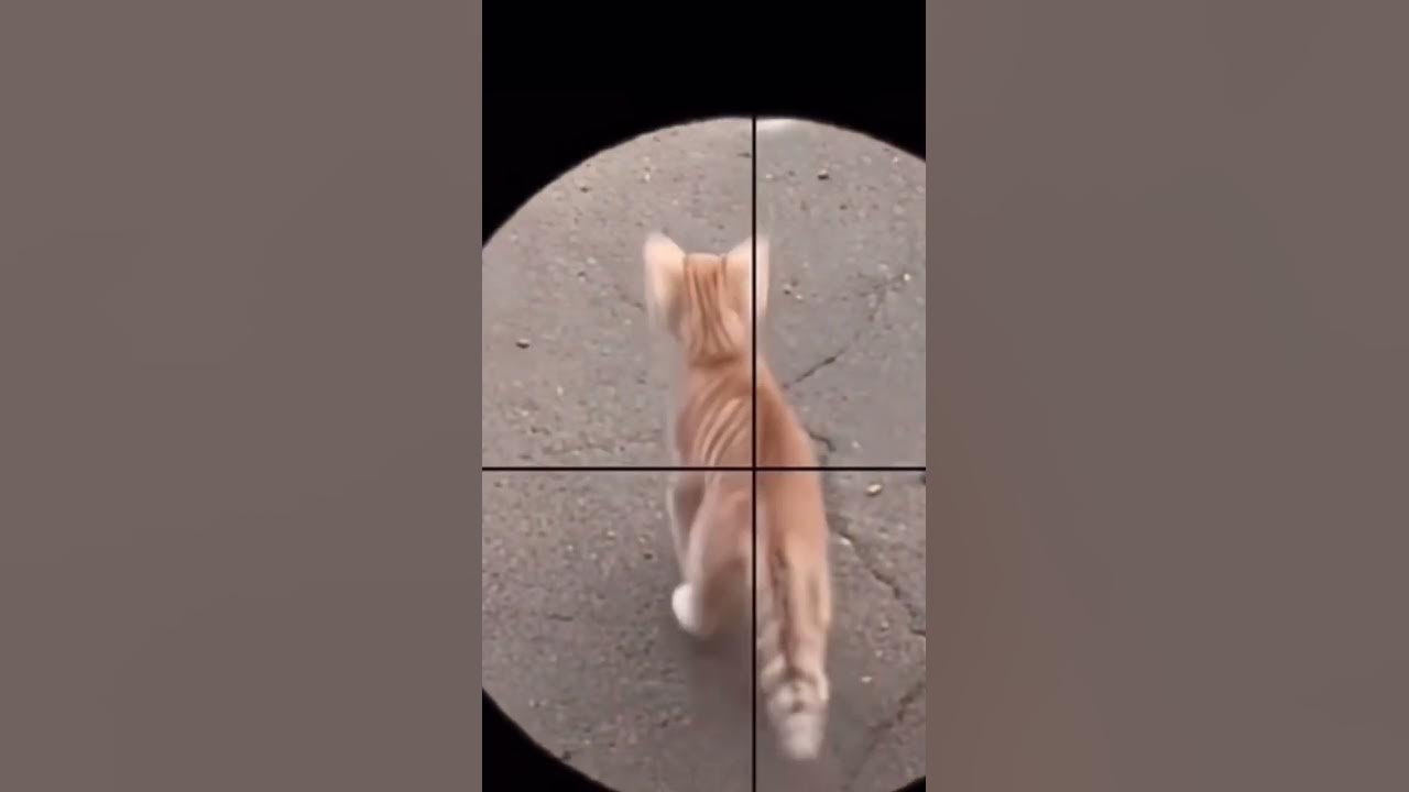 Part 132 _ Funny animals videos from TikTok! Try not to laugh! 😹🐶🤣🔥🤣