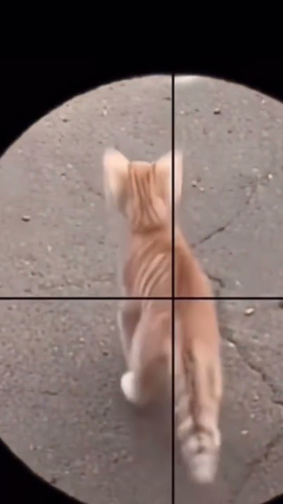Part 132 _ Funny animals videos from TikTok! Try not to laugh! 😹🐶🤣🔥🤣
