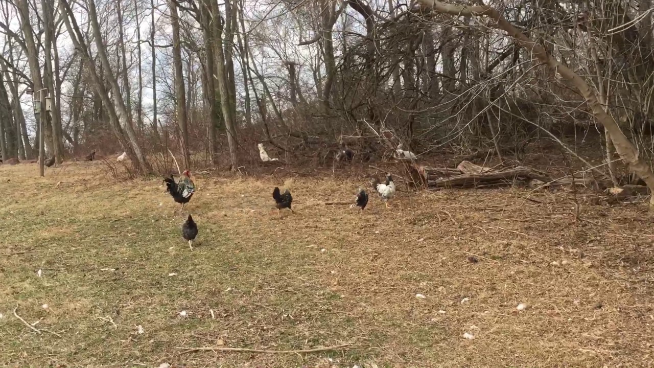 Coconut sounds like Tarzan