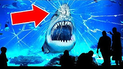 Voici Pourquoi Aucun Aquarium Dans le Monde ne Possède un Grand Requin Blanc