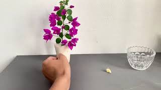 Bougainvillea Propagation Step By Step Rooting Guide Begonvil Köklendirme Sende Yapabilirsin