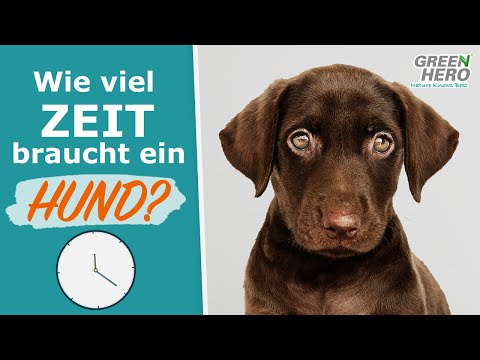 Video: Wie viel Zeit braucht es wirklich, um einen Hund zu pflegen?