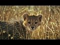 view Cheetah Vs. Hyena: Fight for the Kill digital asset number 1