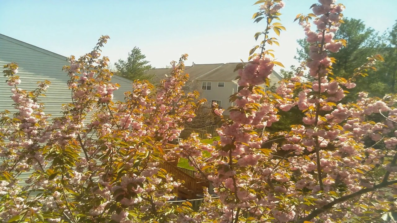 spring 2018 timelapse