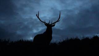 Bull Elk Bugling at Night in Yellowstone