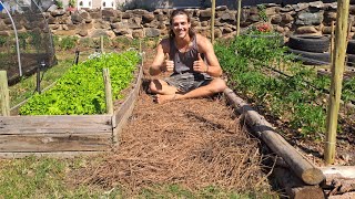 Pine Needle Path | Easy Garden Decor | Cheap DIY Pathway!