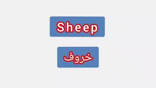 '' Sheep ..  ترجمة كلمة انجليزية الى العربية - '' خروف