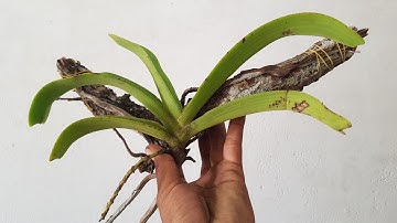 22 Đơn Đai châu (Ngọc Điểm) Rừng Buôn Đôn sáng 22.06.2021