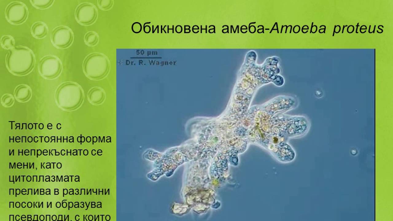 амеба бесхребетная. амеба протей текст. амеба протей класс саркодовые движение. тип питания амебы обыкновенной. амёба протей относится к.