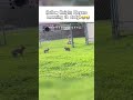 Hollow Knight Players learning to dodge😭