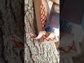 Carving wood in thin layers to achieve perfect detail and finesse #woodwork #carpentry #carving