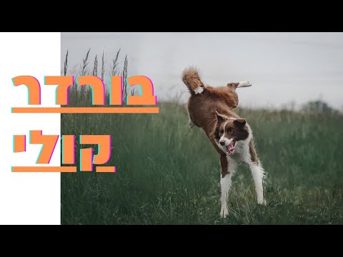 וִידֵאוֹ: זן כלב קולי מזוקן היפואלרגני, בריאות ותוחלת חיים