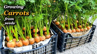 Growing Carrots from Seeds to Harvest in small Veg Boxes
