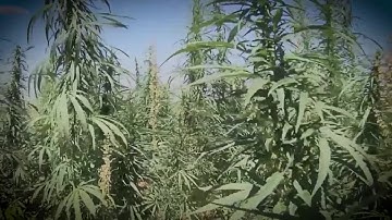 WEB EXTRA: The ABCs Of CBD Oil – No THC