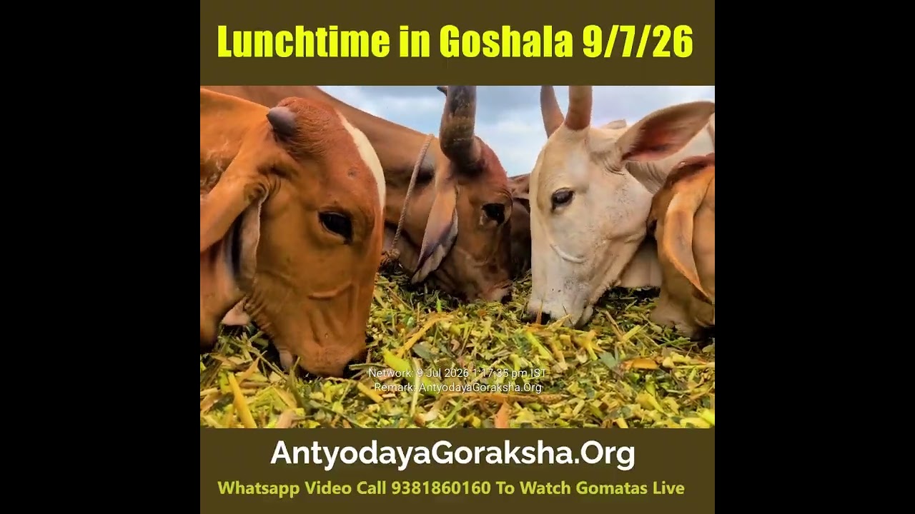 [09 Jul 2026] Green Grass Lunch