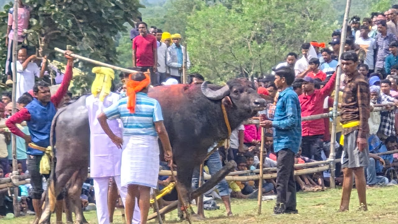 BELMA KARA LARAI (1NO)