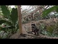 super cute monkeys at Dallas World Aquarium filmed in vr180