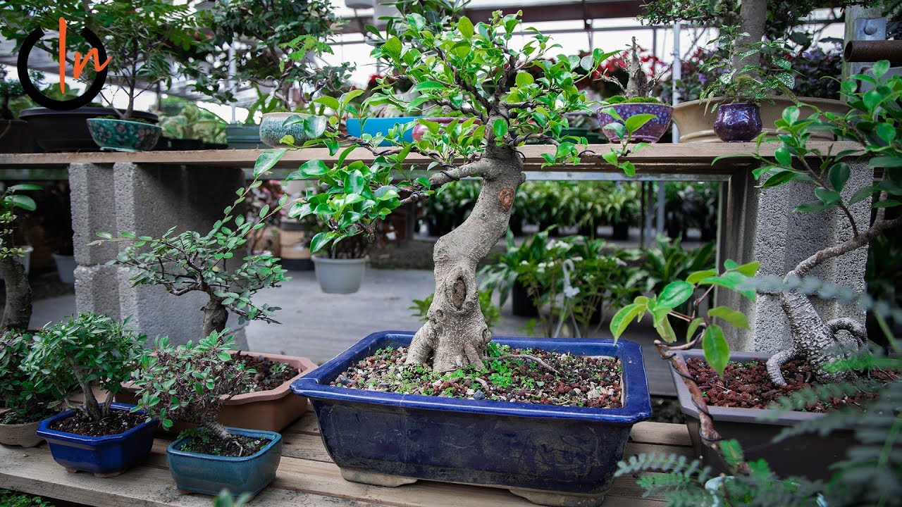 El Arte del Bonsai | Por Raices Bonsai