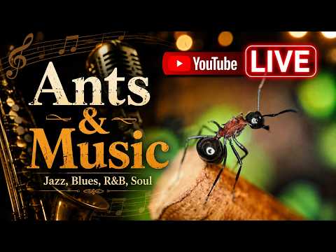 Japanese Ant channel - Ant encyclopedia - - YouTube