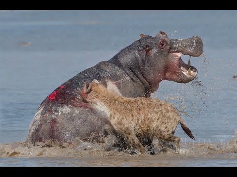 Hyenas vs Hippo - Amboseli NP - Kenya (2019)