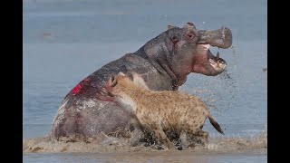 Hyenas vs Hippo - Amboseli NP - Kenya (2019)