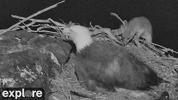 Fox Attacks Bald Eagle Nest!