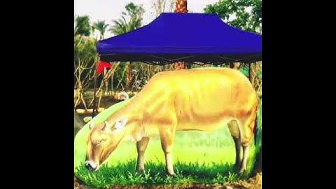 NĂM SỬU VẼ CON TRÂU TRÊN TẢNG ĐÁ | Talented Painter